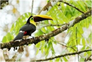 Costa Rica Familienurlaub, Familienreise Regenwald