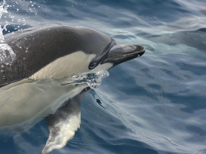 Kanaren Individualreise, La Gomera individuell entdecken, Delfinreise Kanaren