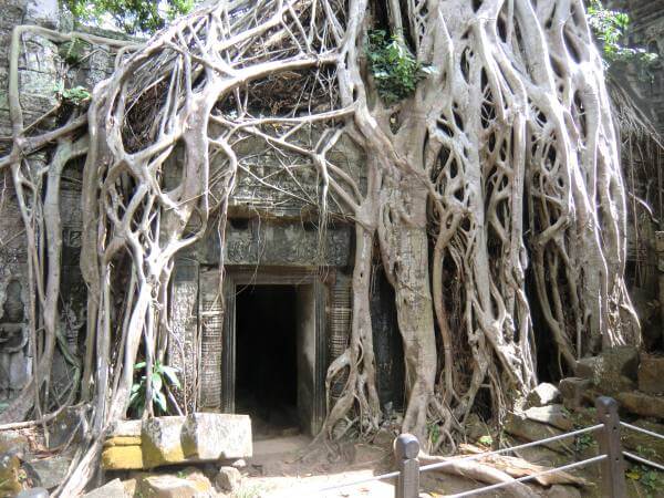 Angkor Tempelanlage Kambodscha Ta Phrom