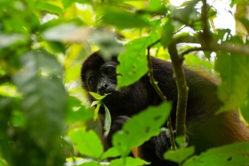 Brüllaffe, Costa Rica Regenwald, Dschungel Mittelamerika