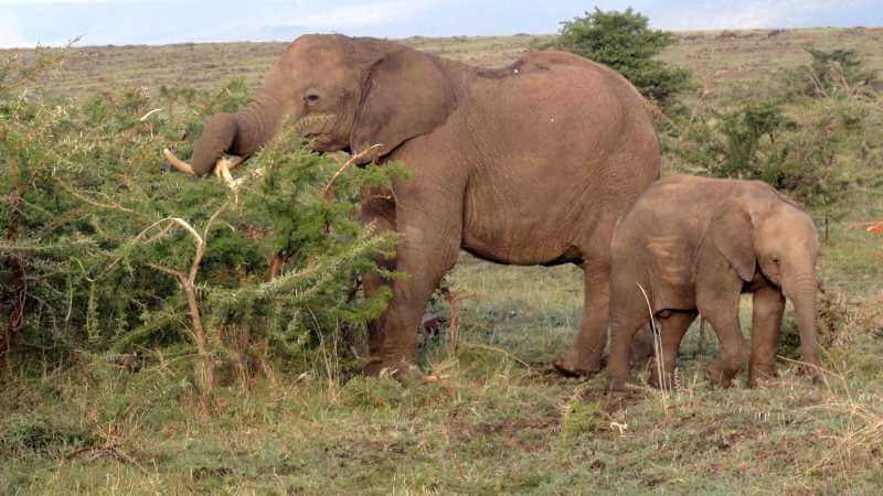 Elefanten in Kenia, Safari Kenia, Wildtiere Afrika