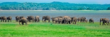 Elefanten im Minneriya Nationalpark Sri Lanka
