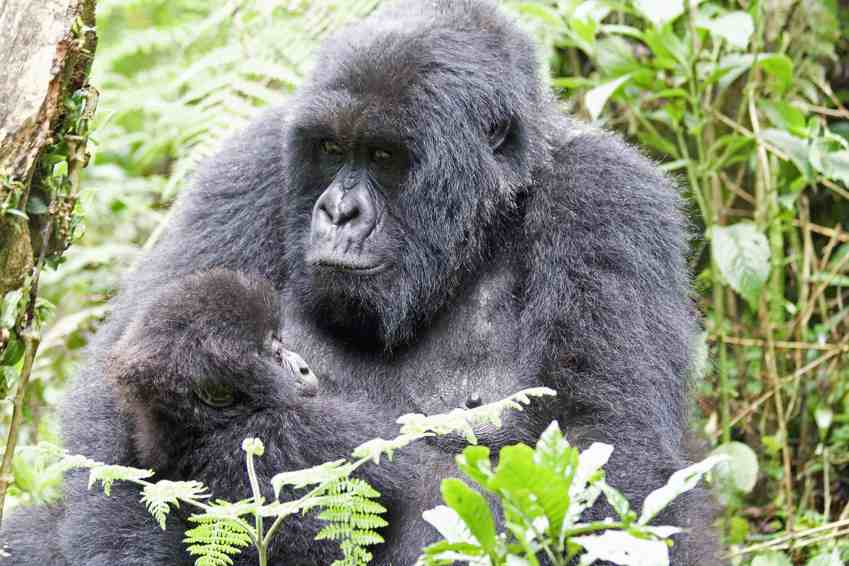Gorillas Uganda Ruanda