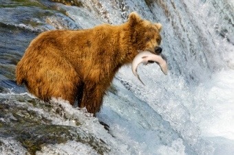 Great Bear Rainforest Kanada