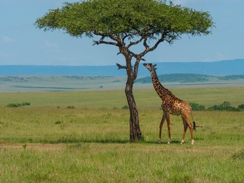 Kenia Nationalparks im Norden