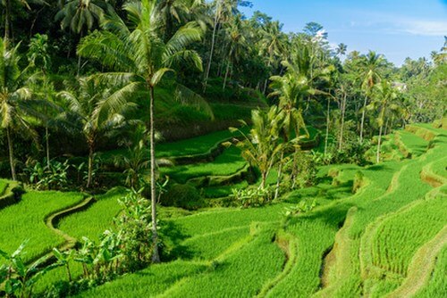 Reisetipp Bali Reisterrassen