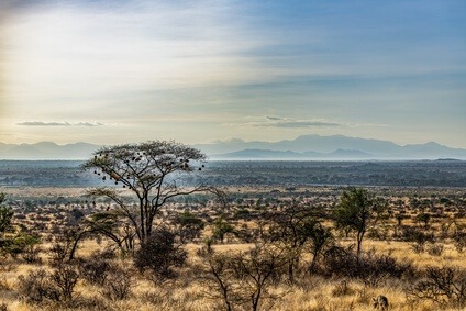 Samburu Reserve Kenia bei Sonnenaufgang