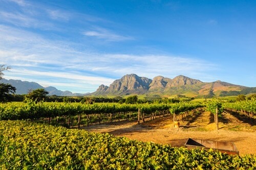 Stellenbosch Weinanbau Südafrika