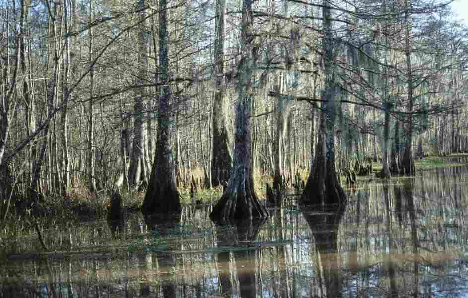 sümpfe houma, Reisebericht Louisiana