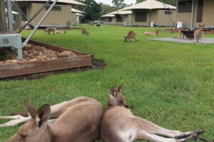 Australien Reisebewertung, Individualreise Ostküste Australien, Kängurus im Zeltcamp