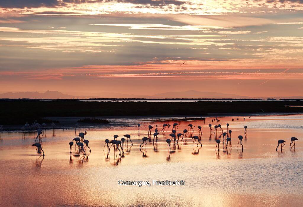 In der Camargue treffen sich zahlreiche Flamingos beim Sonnenuntergang am Meer.