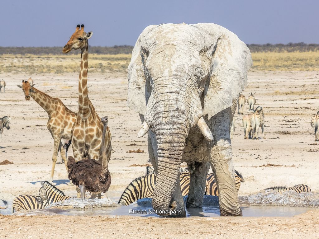 Wildtiere an einer Wasserstelle im Etosha Nationalpark bei einer Safari