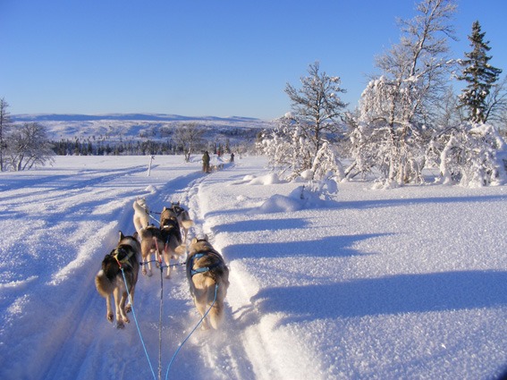 Huskyreise Schweden, Hundeschlittenreise Schweden, Abenteuerreise Skandinavien