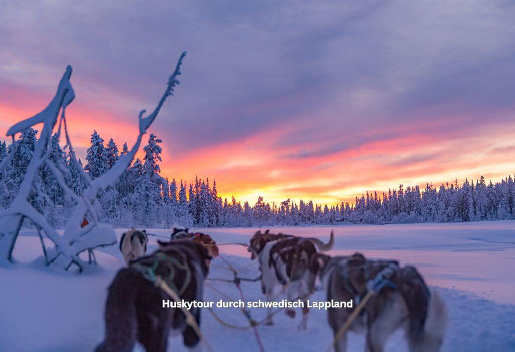 Abenteuer Huskytour durch Schweden bei Sonnenuntergang