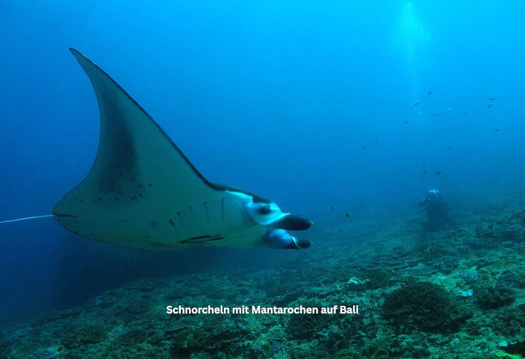 Mantarochen auf Bali