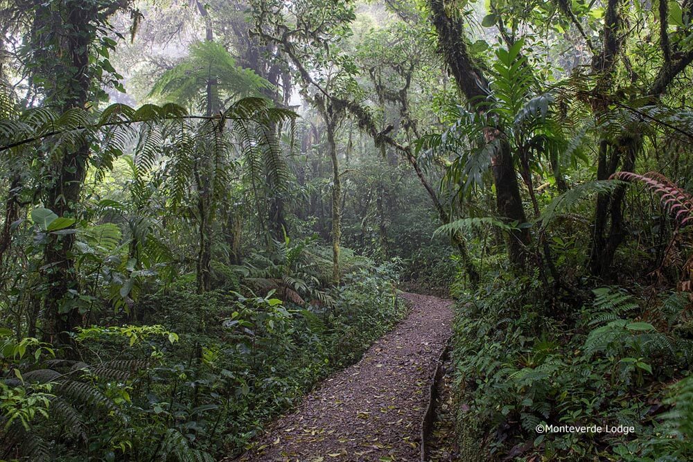 Dschungelreise Costa Rica, Monteverde Nebelwald, Luxusurlaub im Dschungel