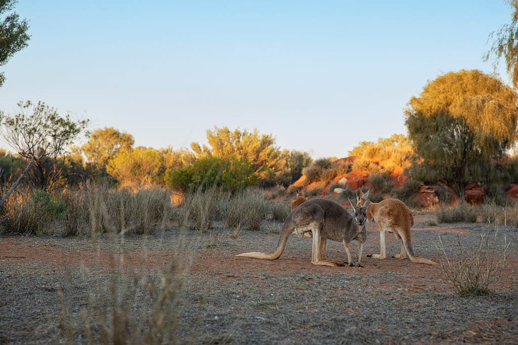 Northern Territory Reise, Rundreise Australien, Kängurus im Outback