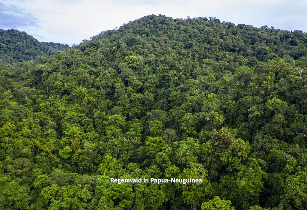 Regenwald in Papua-Neuguinea