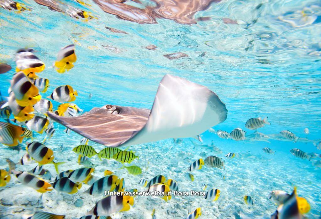 Unterwasserwelt in der Lagune von Bora Bora mit bunten Fischen und einem Rochen