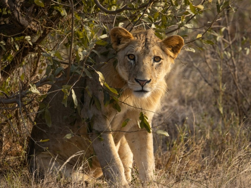 Ein Löwe blickt hinter einem Busch in Kenia auf einer Safari Rundreise hervor.