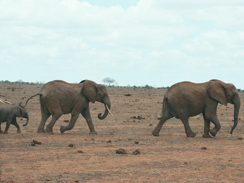 Elefantenfamilie mit Mutter und Kind in der Savanne Kenias auf der Afrika Reise Strandurlaub und Safari.