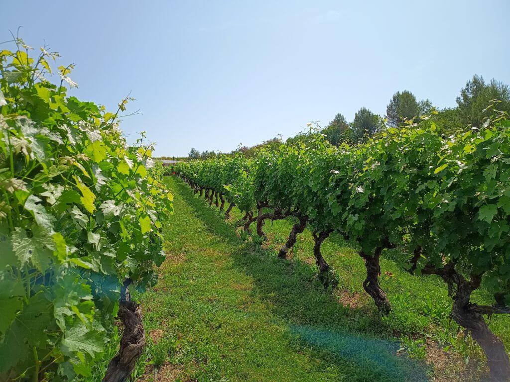 Reise ins Rioja-Tal im Baskenland mit Blick auf die Weinfelder