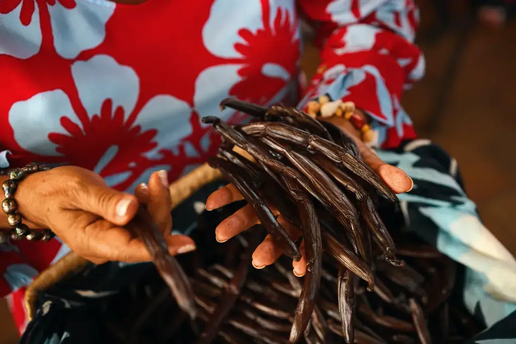 Frisch geerntete Vanilleschoten auf der Rundreise Südsee auf Tahaa in Französisch Polynesien.