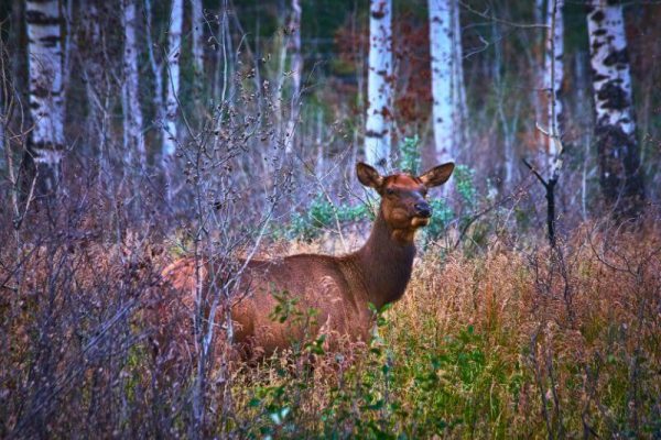 Reh in der Wildnis auf der Kanada Autoreise durch British Columbia