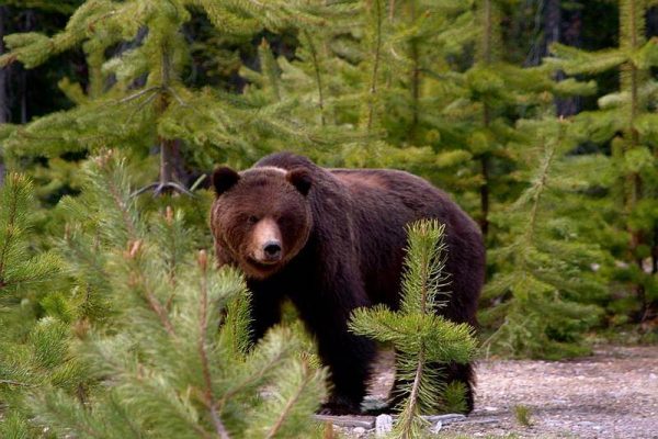 Kanada Autoreise, Selbstfahrerreise Britisch Columbia, Westkanada Reise