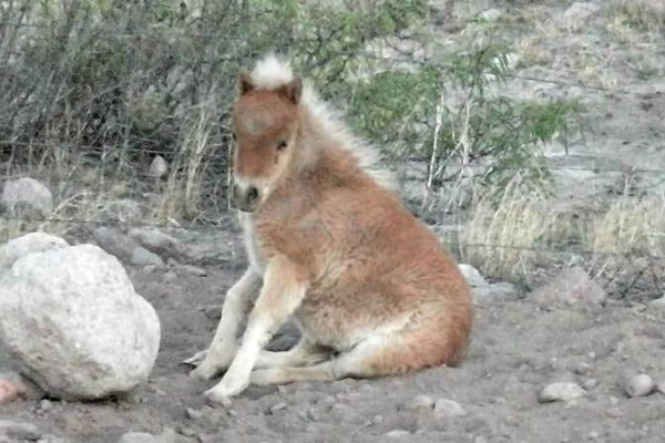 Familienurlaub Arizona, Arizona Ranch, Urlaub Alleinerziehend mit kind