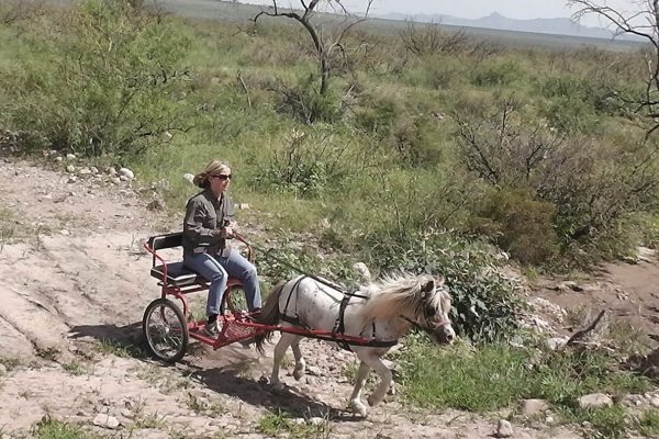 Familienurlaub Arizona, Arizona Ranch, Urlaub Alleinerziehend mit kind