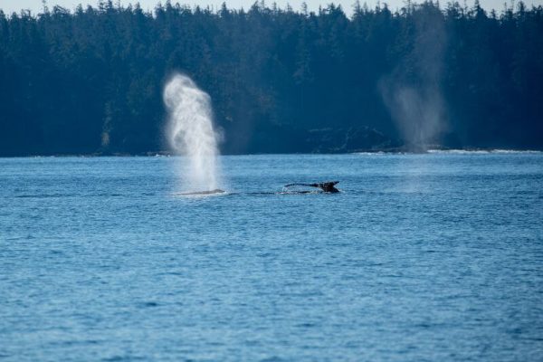 Walbeobachtung auf Vancouver Island auf der Mietwagenreise durch Westkanada