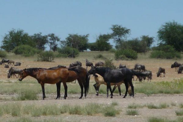 namibia Gästefarm, Kuzikus