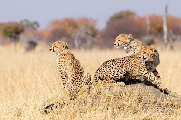 Südafrika Reise von Johannesburg bis Kapstadt, Südafrika Erlebnisreise