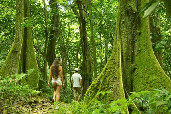 Wanderung durch die grüne Bergwelt der Südsee Trauminsel Moorea.