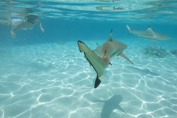 Schnorcheln mit Riffhaien auf Rangiroa im Tuamotu Atoll von Französisch Polynesien