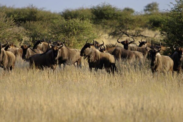 namibia Gästefarm, Kuzikus